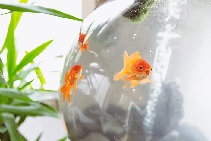 website design agency office fish